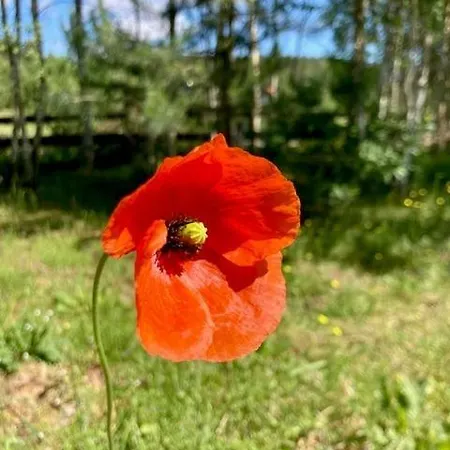 Feriepark Letniskowe W Sercu Natury